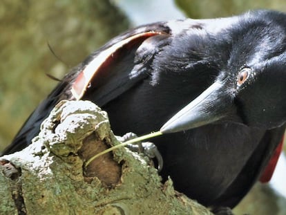 Un cuervo de Nueva Caledonia en estado salvaje utiliza un palo para buscar insectos.