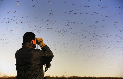 Copete observando una bandada de ánsares cerca de Matsalu, en Estonia.