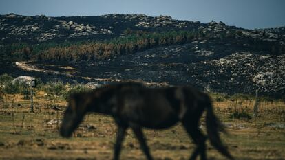 Caballo salvaje en un monte arrasado por el incendio de 2.200 hectáreas en Boiro (A Coruña) la pasada semana.