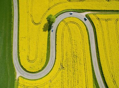 Unos coches circulan por una carretera que atraviesa un campo en flor en Nienstedt (Alemania).