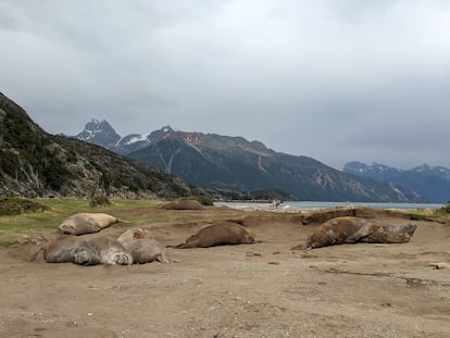 Un grupo de elefantes marinos en Tierra de Fuego, Chile.