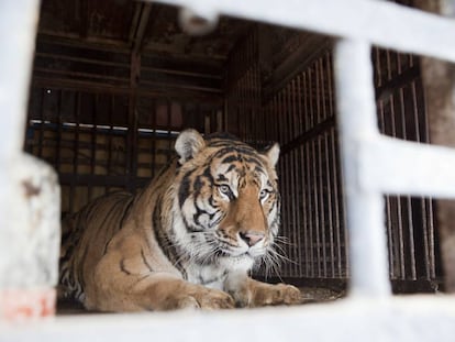 El tigre donado al centro de recuperación de animales de APP Primadomus en Villena (Valencia).