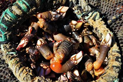 Percebes: cada mariscador puede extraer hasta cinco kilos al día.