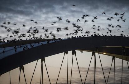 Docenas de cuervos aterrizan en un puente sobre el río Main, en Frankfurt (Alemania).