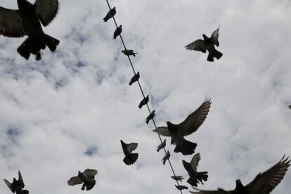 Cientos de palomas descansan sobre un cable eléctrico en la Plaza de las Palomas en Johannesburgo (Sudáfrica). 