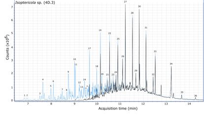 Cromatograma que muestra la degradación del combustible antes (línea clara) y después (línea oscura) de ser tratado con la cepa de 'Isoptericola'.