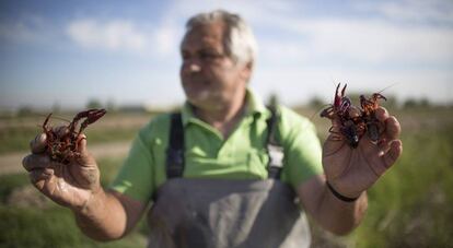Francisco Galera, pescador desde hace 35 años, con dos cangrejos rojos en Isla Mayor (Sevilla).