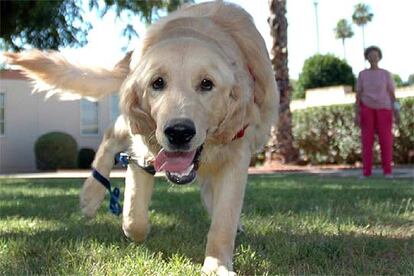 Un ejemplar de perro retriever como el que ha motivado el pleito.