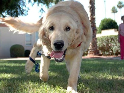 Un ejemplar de perro retriever como el que ha motivado el pleito.