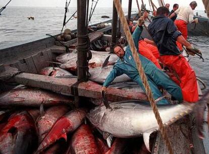 Pesca de atún en la almadraba de Barbate (Cádiz).