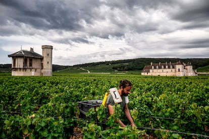 Un empleado del The Château de la Tour participa en la vendimia en Vougeot, Borgoña.