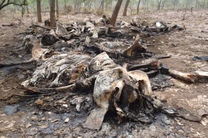 Elefantes abatidos y quemados al norte de Camerún.