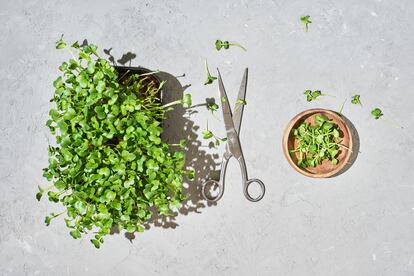 Las semillas de rábano germinan muy rápido y sus cotiledones se pueden usar cortados para decorar un plato.