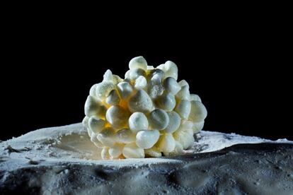 Helado de masa madre con pulpa de cacao que los hermanos Roca sirven con lichis y macarrones de vinagre balsámico.