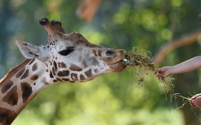 Uma pessoa dando de comer a uma girafa.