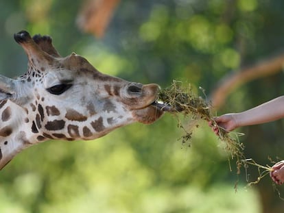 Uma pessoa dando de comer a uma girafa.