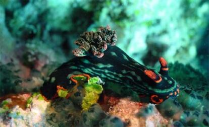 Un grupo de investigadores, entre ellos el español José Templado, ha confirmado el descubrimiento de 62 nuevas especies de moluscos desconchados de formas extrañas.