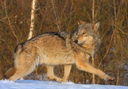 Un lobo en la zona de exclusión.