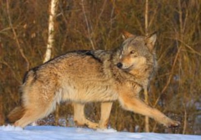 Lobo na zona de exclusão.