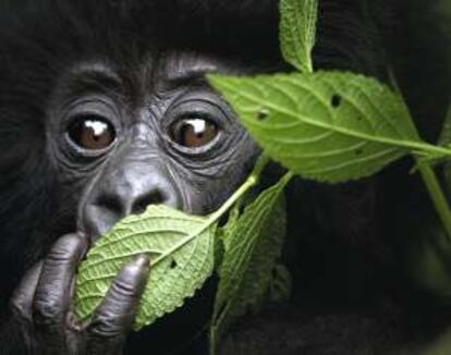 Cría de gorila de montaña en el parque nacional de los Volcanes, en Ruanda.