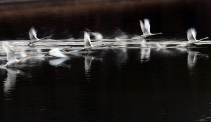 Cisnes blancos siberianos pasan su invierno en el Tamaoka en Kasai (Japón).