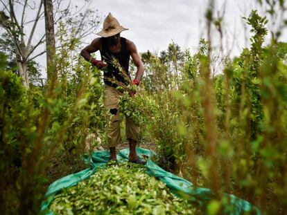 Migrantes venezolanos trabajan como recolectores de hoja de coca en la región del Catatumbo. In this file photo taken on February 08, 2019 a Venezuelan migrant working as a «Raspachin» (farmer collector of coca leaves), works at a coca plantation in the Catatumbo region, Norte de Santander Department, in Colombia. – Colombia remains as the world’s leading coca leaf grower, the United Nations (UN) said on August 2, 2019. (Photo by Luis ROBAYO / AFP)