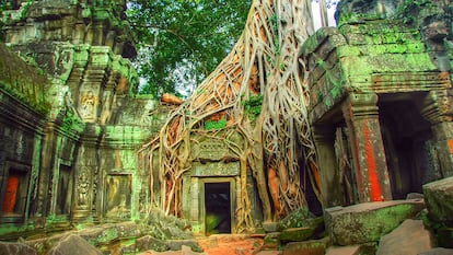 Ta Prohm, colonizado por las raíces de los árboles, es uno de los templos más fascinantes de Angkor (Camboya).