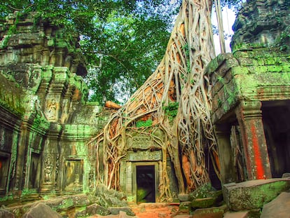 Ta Prohm, colonizado por las raíces de los árboles, es uno de los templos más fascinantes de Angkor (Camboya).