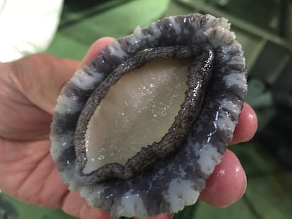 Las orejas de mar gallegas