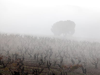 Un viñedo amanece el domingo pasado envuelto en un banco de niebla y con las flores escarchadas en Logroño.