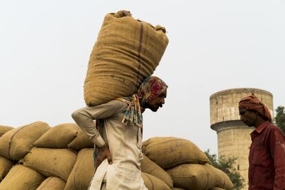 Hombres cargando sacos de 50 kg en un camión que transportará el arroz para ser elaborado y exportado desde el mercado de cereales de Amritsar, Punyab, India.
