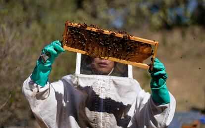 Bees rescued by the SOS Abeja Negra organization, in Xochimilco, Mexico