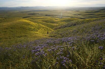 Flores amarillas, naranjas y moradas cubren La Llanura de Carrizo cerca de Taft (California), el 5 de abril de 2017.