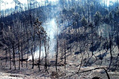 Unas 12.000 hectáreas de monte, fundamentalmente de pino resinoso, han ardido en el incendio, que ha afectado al Parque Natural del Alto Tajo.