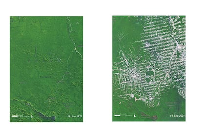 Provincia de Rond?nia, en Brasil. Sangra permanente de la Amazonia.
Casi un tercio de las selvas tropicales se sitan en Brasil. Para descentralizar la poblacin y explotar regiones vrgenes, el Gobierno brasile?o construy la autopista Cuiaba-Port Velho a travs de la provincia de Rond?nia, ocupada entonces slo por indgenas. La carretera se abri en 1960. En 1975, la regin permaneca todava relativamente intacta; pero en 2001, el inconfundible dibujo de espina de pez de los cultivos ya haba dramticamente manchado la Amazonia. Aqu se ve el cambio en una superficie de 120 kilmetros cuadrados, pero, segn las cuentas de la organizacin ecologista mundial WWF, este gran pulmn del planeta ha perdido ya un 17% de su extensin.