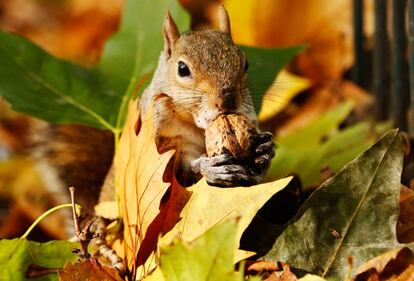 Una ardilla come una nuez entre un montón de hojas caídas por el otoño en el parque de St James en Londres, 27 de octubre de 2013.