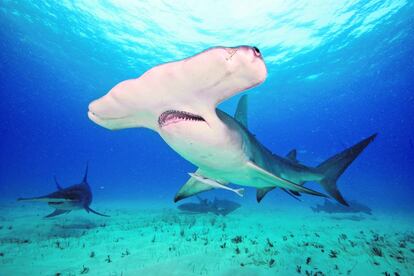 Tiburón martillo gigante.