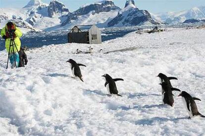 Un grupo de pingüinos papúa en la isla Peterman, cercana al Círculo Polar Antártico y punto más lejano que se suele alcanzar en los viajes organizados.