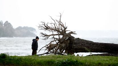 Un hombre observa la raíz de un árbol derribado en Cabanas (La Coruña), el 5 de febrero de 2017.