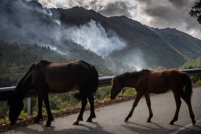 Caballos salvajes caminan por una vía del Parque Natural del Xurés, este martes.