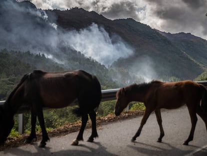 Caballos salvajes caminan por una vía del Parque Natural del Xurés, este martes.