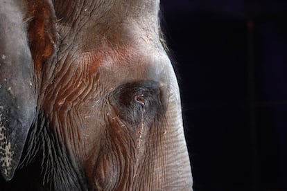 Este elefante pertenece al Orfei, un circo itinerante italiano ahora en tierras de Malta. Activistas en defensa de los derechos animales han reclamado al gobierno maltés que prohiba los circos con animales. El gremio circense asegura que los animales han nacido  todos en cautividad y que no reciben un trato cruel.