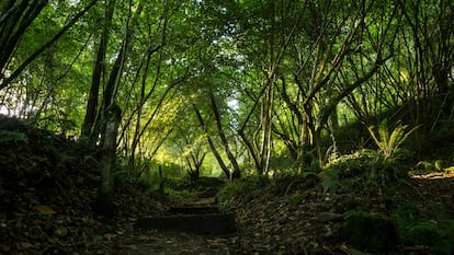 La compañía energética ha puesto en marcha esta iniciativa pionera en España para recuperar algunas de las zonas más afectadas por los incendios en los últimos años.