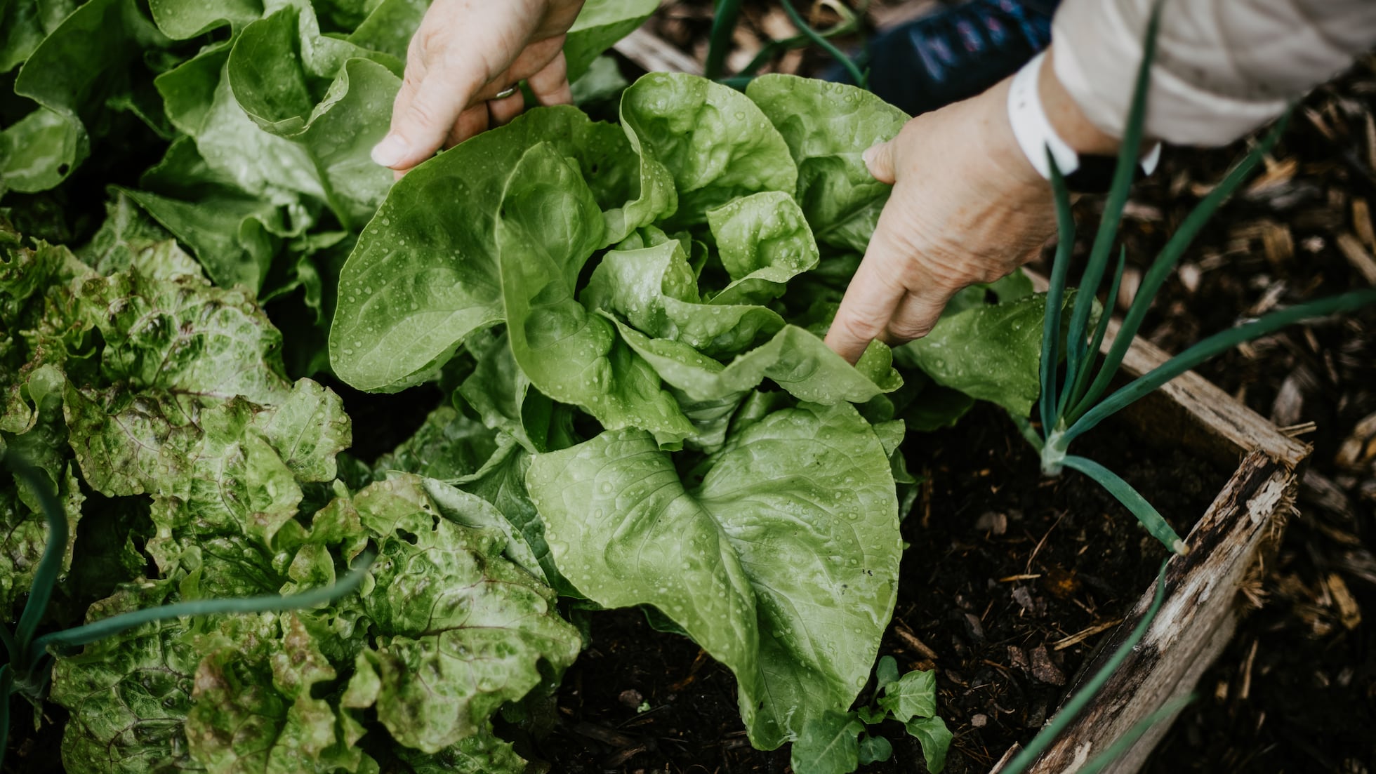 CDC declara fin del brote de ciclosporiasis por lechuga iceberg