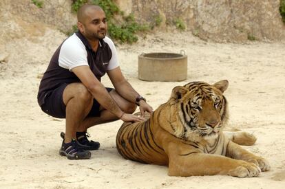 Un turista posa con un tigre en el controvertido templo de los tigres de Kanchanaburi, Tailandia. Diferentes ONG denuncian que estos animales son drogados para que entretengan a los visitantes.