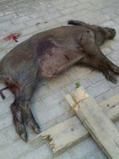 Imagen del jabalí muerto.
