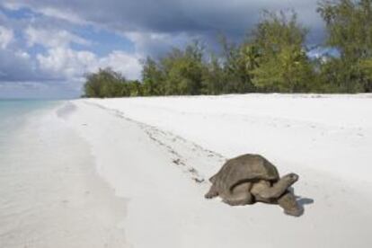 Una tortuga gigante en una playa del atolón de Aldraba, en Seychelles.