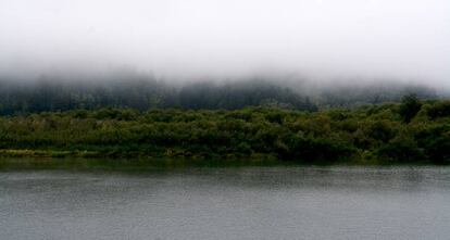 Las enormes secuoyas que habitan la ribera del río Klamath están cubiertas por la neblina a primera hora de la mañana.