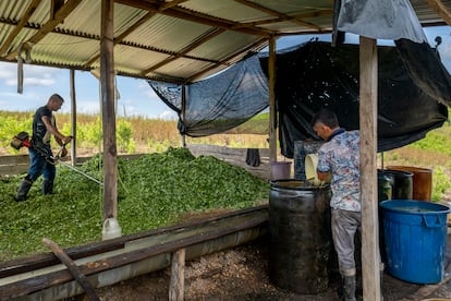 proceso de las hojas de coca