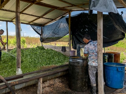 Trabajadores en un campo de coca en el norte de Santander (Colombia), en octubre de 2022.